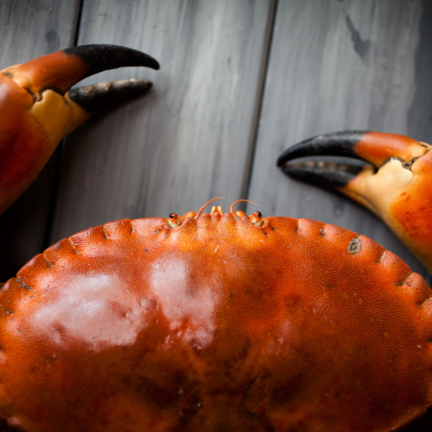 Crab